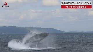 【速報】奄美沖でホエールウオッチング ザトウクジラ姿見せる