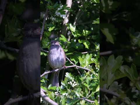 The Science of Bird Flight: How Do Birds Fly#backyardbirds#naturelovers