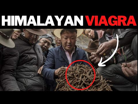 Viagra of the Himalayas 🍄 Magic Mushroom Caterpillar Fungus