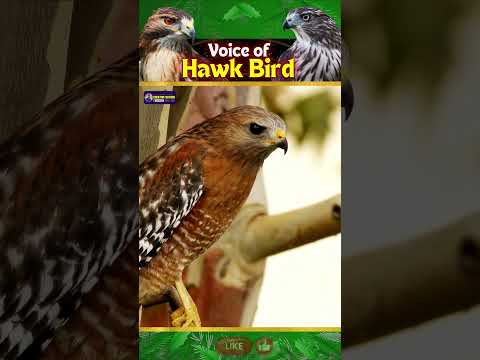 Hawk Bird Sound | Soaring to Greatness | Symbol Of Power | Creative Nature #hawk #birds #shorts