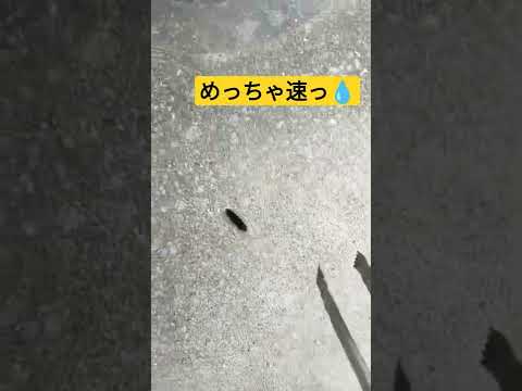 毛虫を捕まえようとしたら…え！！速すぎん？