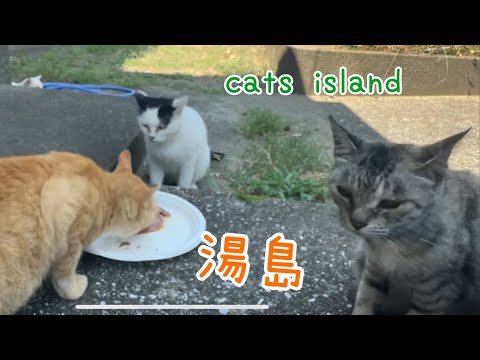 俺が先に食べてたのに、、Even though I ate first,　【湯島】【夏休み2024】【猫島巡り】