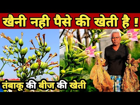 तंबाकू का बीज की खेती | Tambaku ka beej | tambaku ki kheti | tobacco farming | khaini ki kheti |seed