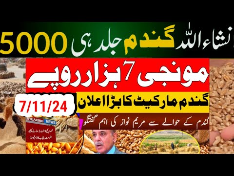 today wheat price in punjab//گندم کا ریٹ/25 '2024/munji makki till sarso/galla mandi rates today