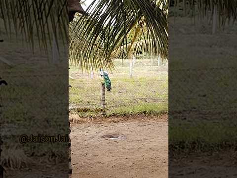 Peacock part4 #shortsfeed #peacock #mayil#murugansongs#murugan #muruga#godmurugan #god#murugantemple