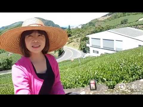 阿里山紅茶