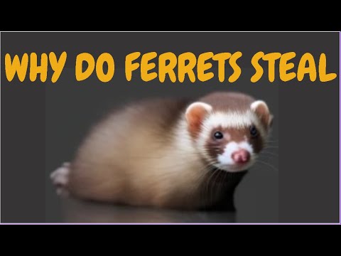 Why Do Ferrets Steal