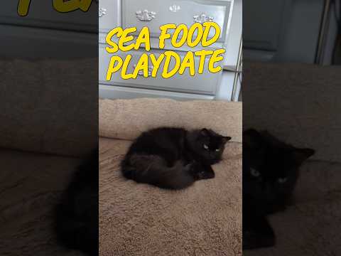 How can cats play with shrimp #short #cat #catlovers