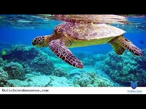 Sea Turtles Documentary HD - Suffering of Baby Turtle