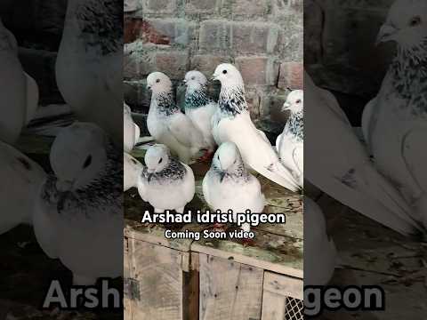 Devbandi Top high flying pigeons ! #pigeonvideo #highflyingpigeons #pigeonstatus