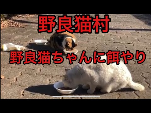 野良猫がたくさんいると噂の野良猫村に行ったらとんでもないことが発覚した。よしてんファンクラブ (2024.12.28)