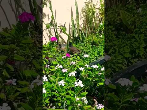 16 May 2024 Beautiful Birds In My Garden#shorts #shortsfeed #shortsyoutube .