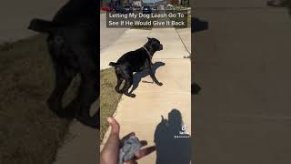 My Cane Corso Ran Away From Me 😂 #canecorso #bigdog #tiktok