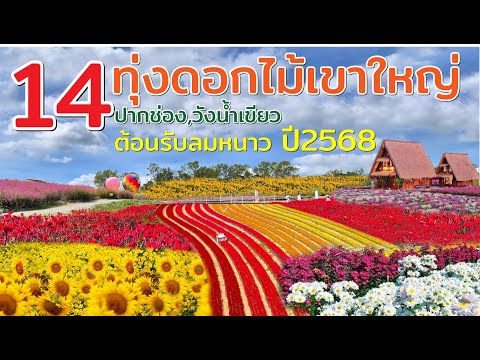 ชม 14 ทุ่งดอกไม้เขาใหญ่ ปากช่อง วังน้ำเขียว เที่ยวรับลมหนาว 2568 สวยสดงดงาม ไม่ต้องไปไกลถึงภาคเหนือ