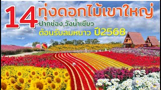 ชม 14 ทุ่งดอกไม้เขาใหญ่ ปากช่อง วังน้ำเขียว เที่ยวรับลมหนาว 2568 สวยสดงดงาม ไม่ต้องไปไกลถึงภาคเหนือ