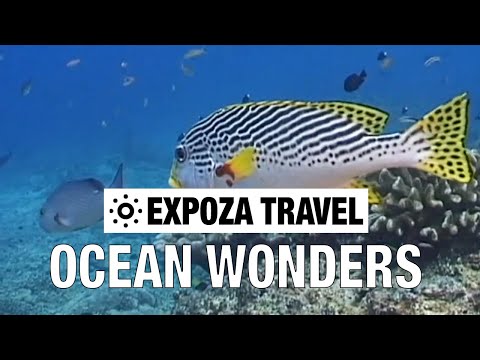 Ocean Wonders (USA) Vacation Travel Video Guide