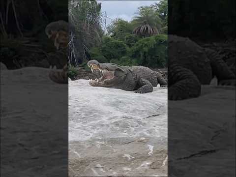 Crocodile Spotting Ranganathittu Bird Sanctuary | #travel #shorts #mysore #vlog #wildlife #crocodile