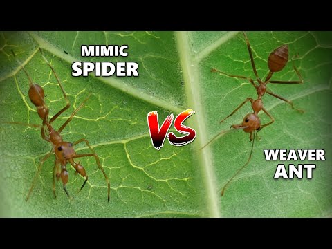 Ant Imposter Meets the Real Thing: ANT-MIMIC SPIDER