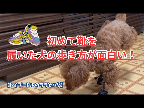 It's funny how dogs walk when they wear shoes for the first time! 【toy poodle】