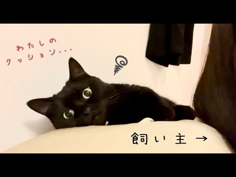 一人で寝たい黒猫が、飼い主をクッションから退かせる方法がかわいい