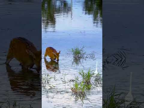 Deer and Egret | Horizons_視野 | wildlife | animals