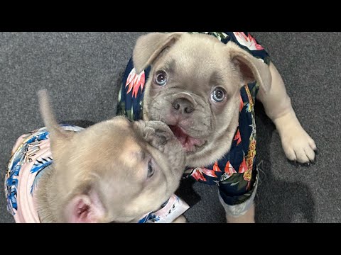 Mischievous Frenchie Puppies 5 weeks ❤️ (Fluffy French Bulldog)