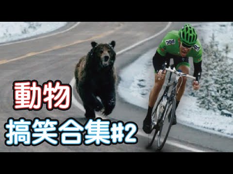 🤣2022最搞笑的寵物影片🐱🐶笑到噴飯#2/Funny Animals Video/貓/狗/cat/dog/pet/