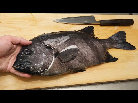 イシダイの捌き方と刺身の作り方（皮が美味しい）Striped beakfish sashimi