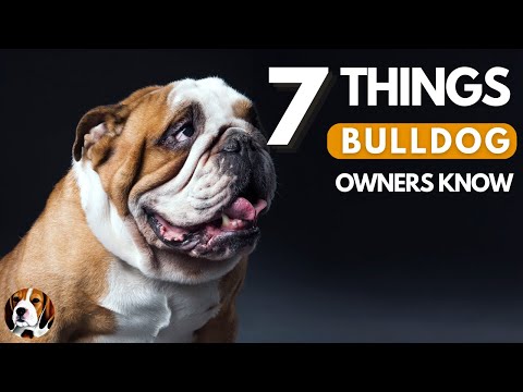 Bulldogs: Did You Know?