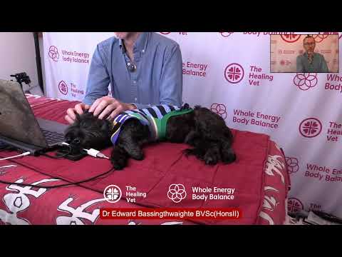 Free Pet n People Trauma, Anxiety Support Relaxation Session #1 Part 2