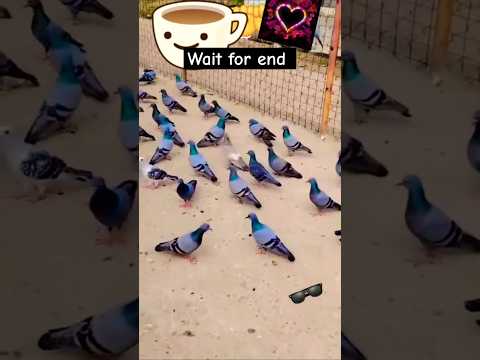 Jangli ilyo me 😱 #pigeon #shortvideo #shorts #viralvideo