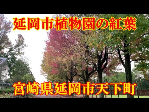 延岡市植物園の紅葉　宮崎県延岡市天下町　撮影日2004 11 14