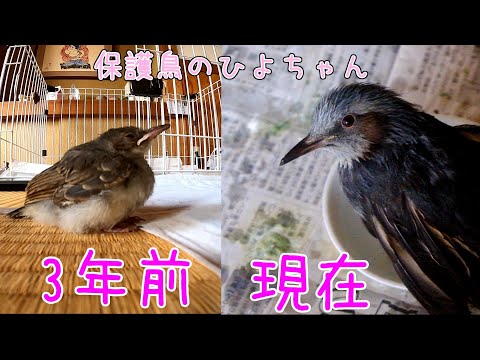 「近況報告」保護鳥のひよちゃん🐦と近所の猫ちゃん盗撮映像(=^・^=)