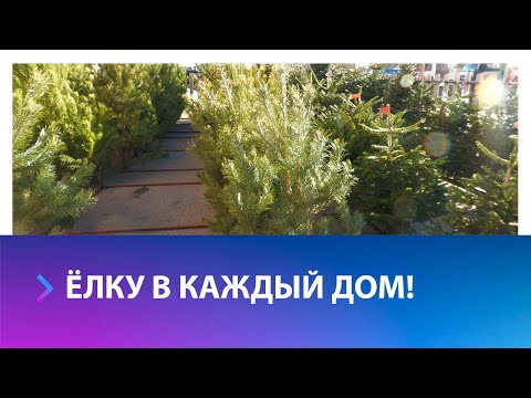 Где можно купить живую ель в Ставрополе?