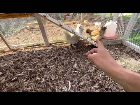 Backyard chicken review (Silkie or frizzle)