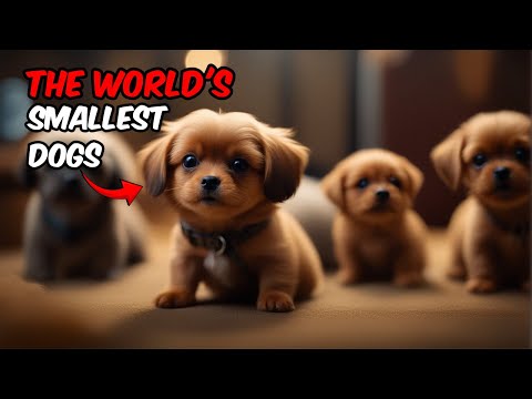 The World's Smallest Dogs Revealed