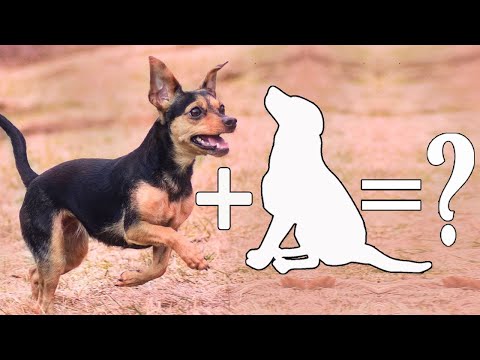 Top 10 Unreal Miniature Pinscher Mixes Cross Breed Dogs | Miniature Pinscher Mix