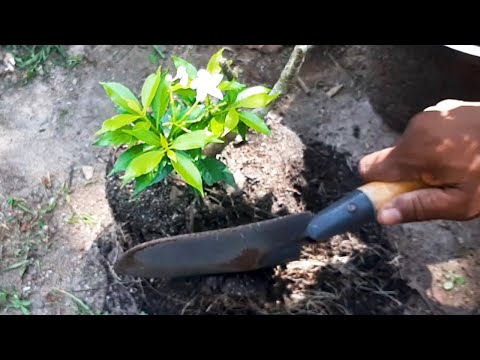 How to repot a plant / Learn Gardening