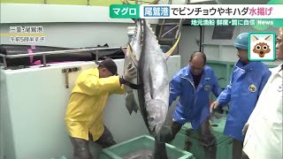 「鮮度に自信」三重の尾鷲港でビンチョウマグロやキハダマグロ水揚げ (24/07/11 15:21)