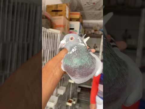 The Eyes of Racing Pigeons 😍🕊️ || #shorts #viral #ytshorts