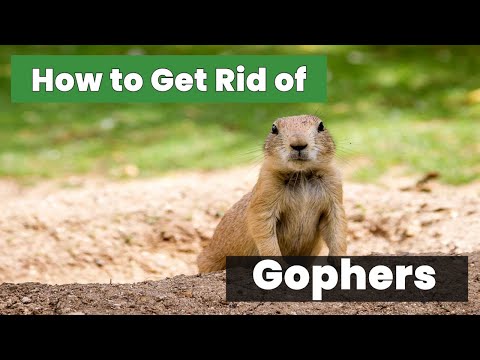 How to Get Rid of Gophers: Proven Methods That Work