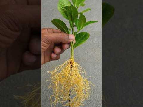 Best natural rooting hormone for lemon tree from cutting #shorts