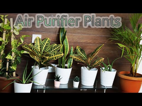 ఎక్కువ ఆక్సీజన్ ని ఇచ్చే indoor  & outdoor  మొక్కలు  // Air purifying Indoor Plants / #Urban Village