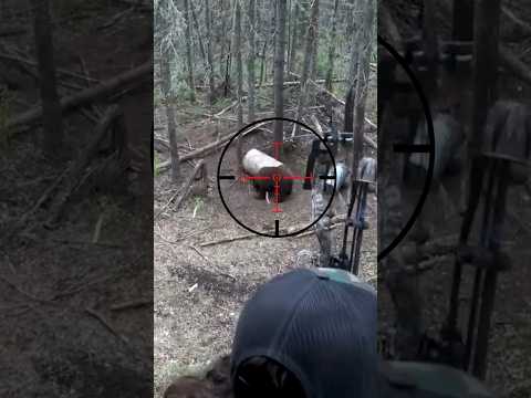 Archery BEAR Hunt In Canada