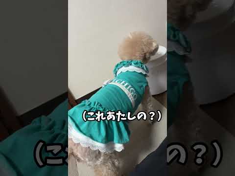 炊飯器で犬のごはん作り #dog #いぬ #shorts #炊飯器