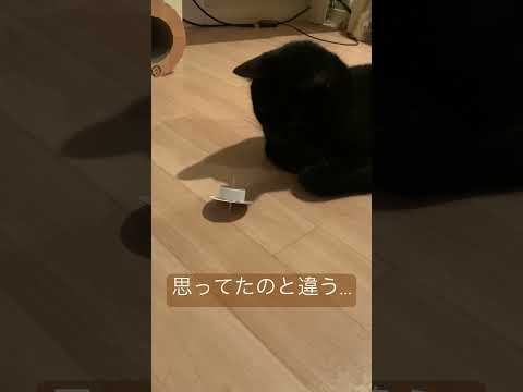 コマで遊ぶくーちゃん #catlover #cat #保護猫との暮らし #黒猫と暮らす