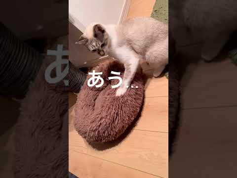 好きな子に構ってほしくて嫌なことしちゃう猫♂ #cat #shorts