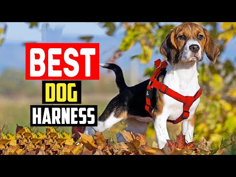 ✅ Top 5 Best Dog Harnesses of 2023