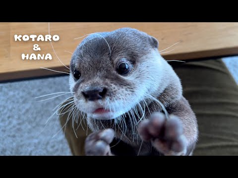 Embarrassed Otter Gets Surprise Smooches from Girl Otter!