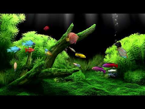 Calming Aquarium Fish Tank For Focus And Relaxation | Only Water Sounds | 5 Hours | Great for Sleep